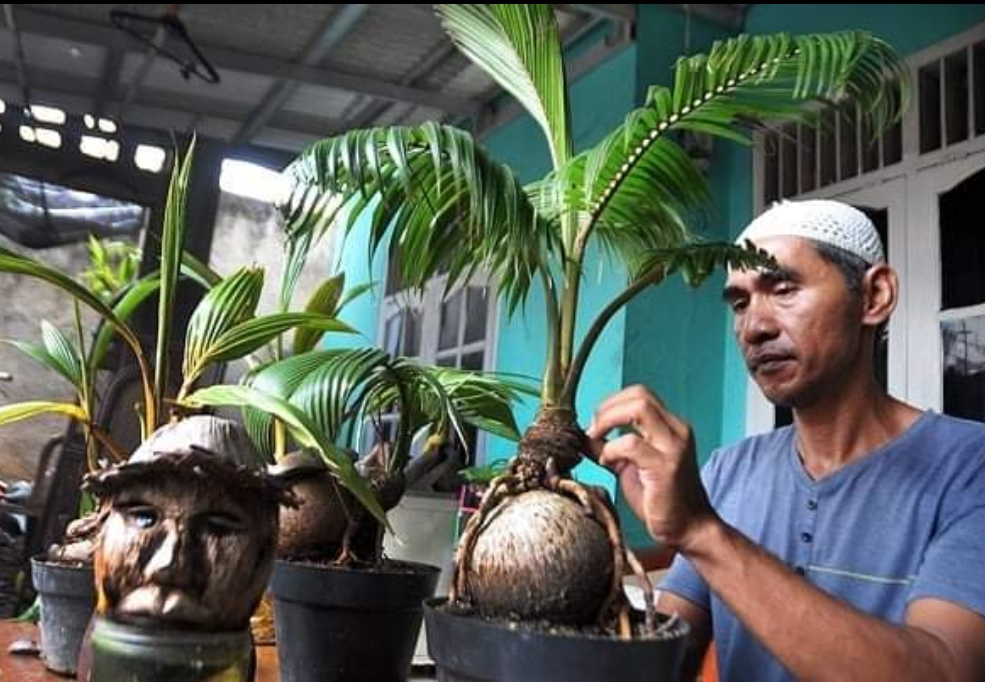 Perajin tanaman bonsai kelapa yang masih digemari pecinta tanaman hias.(Indonesiaglobe/Elvis Sendouw)