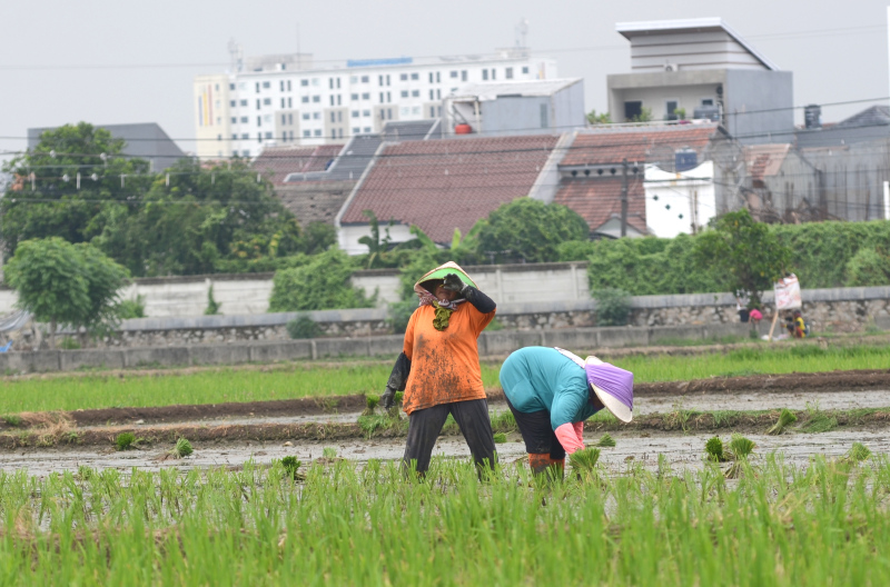 Petani menanam padi di lahan pertanian di kawasan Kalideres, Jakarta Barat, Selasa (5/3). (SinarHarapan.com/Oke Atmaja)