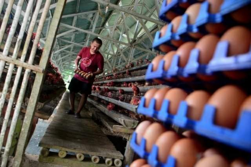 Harga trlur ayam ras masih tinggi. (Elvis Sendouw/sinarharapan.com)