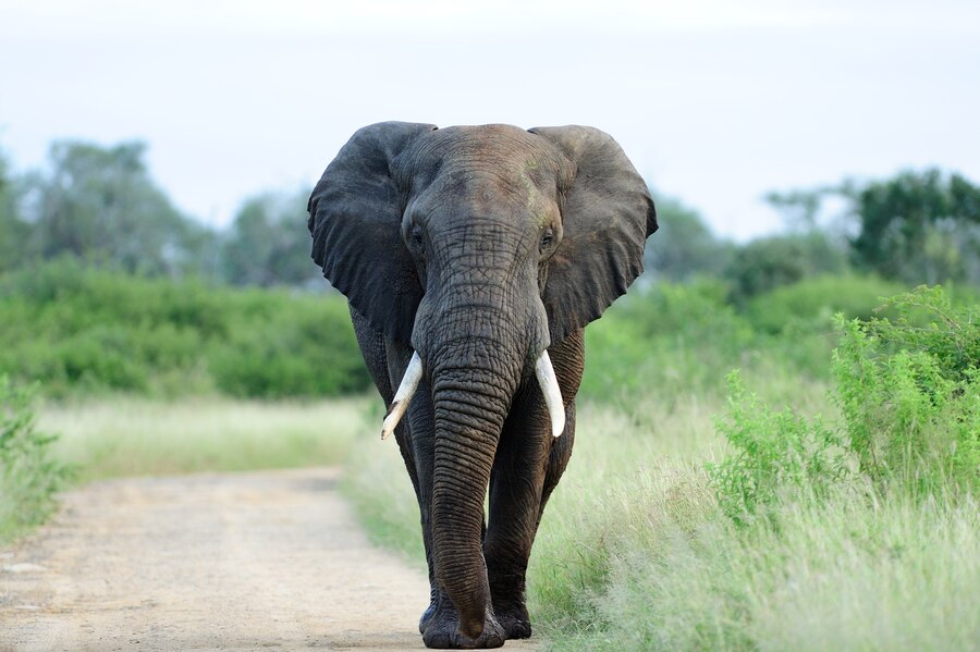 Gajah sering diburu karena gadingnya (Foto/Freepik)