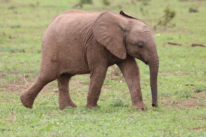 Ilustrasi anak gajah (Foto/Pixabay)