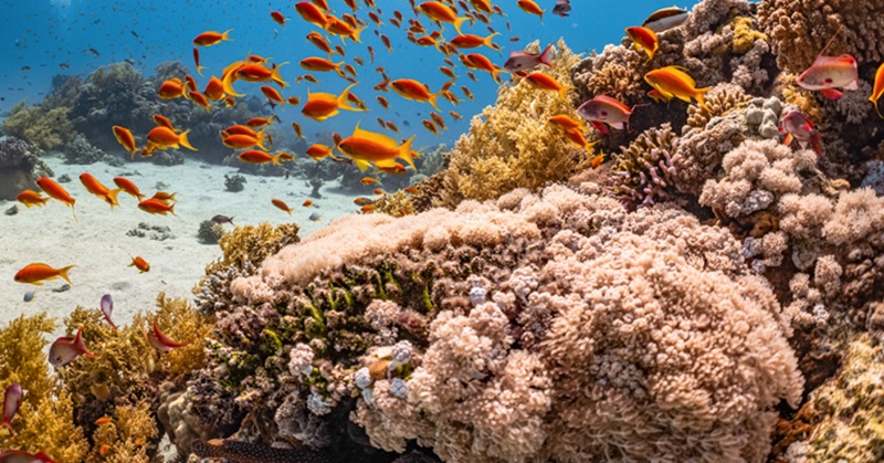 Terumbu karang memutih (Foto/Pixabay)