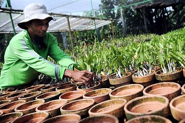 Pekerja budidaya anggrek masih digemari masyarakat pecinta tanaman hias. (BeritaNasional/Elvis Sendouw)