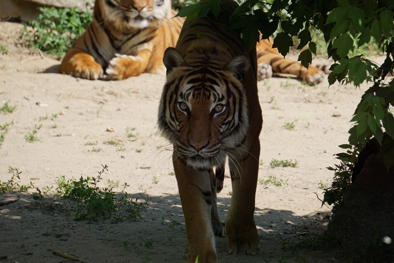 Harimau Sumatra satwa dilindungi (Foto/Pixabay)