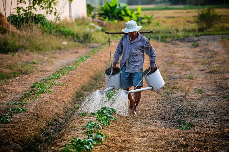Petani sedang memupuk sawah (Foto/Pixabay)