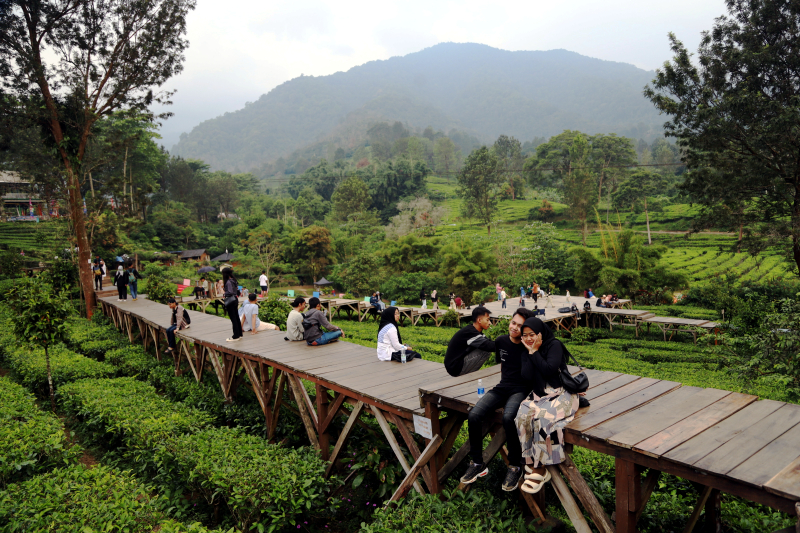 Wusata pemandangan kebun teh di Gunung Mas Puncak Bogor. (BeritaNasional/Elvis Sendouw)