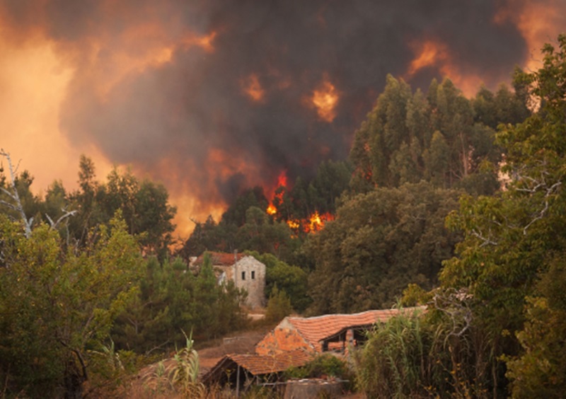 Ilustrasi kebakaran hutan (Foto/EFI)
