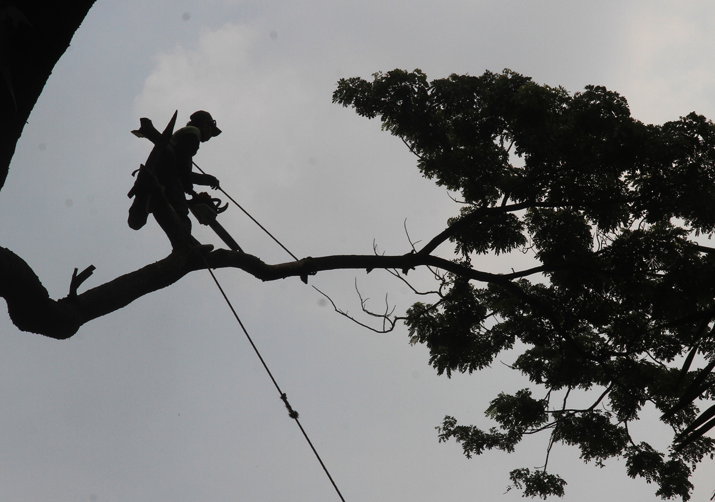 Petugas Dinas Pertamanan dan Pemakaman DKI Jakarta melakukan penebangan pohon yang berada di Kawasan Kuningan, Jakarta, Selasa (11/6/2024).  (BeritaNasional.Com/Oke Atmaja)