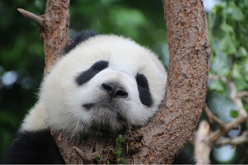 Ilustrasi panda asal China (Foto/Pixabay)