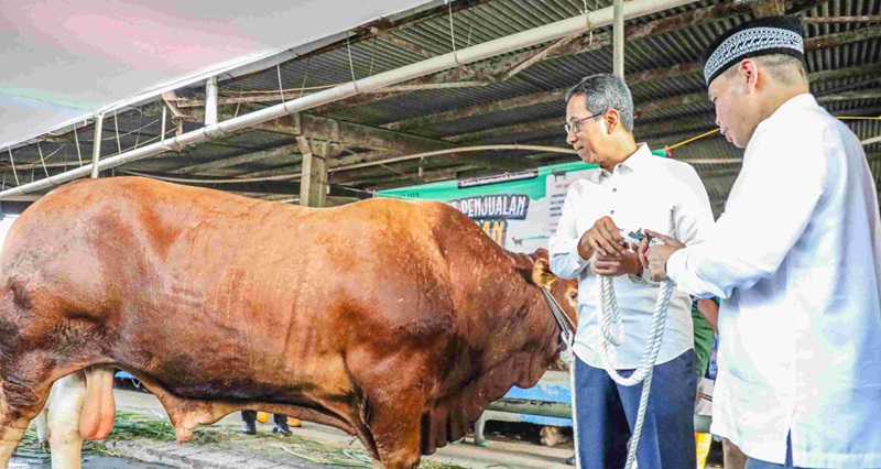 Heru Budi menyerahkan sapi kurban (Foto/Ist)