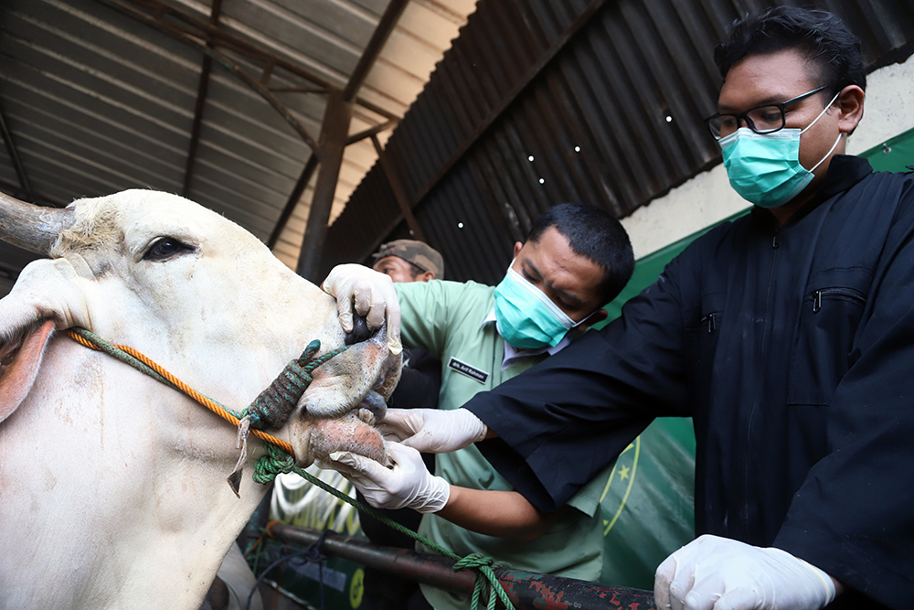 Pemeriksaan kesehatan sapi qurban menjelang hari raya Idul Adha. (BeritaNasional/Elvis Sendouw)