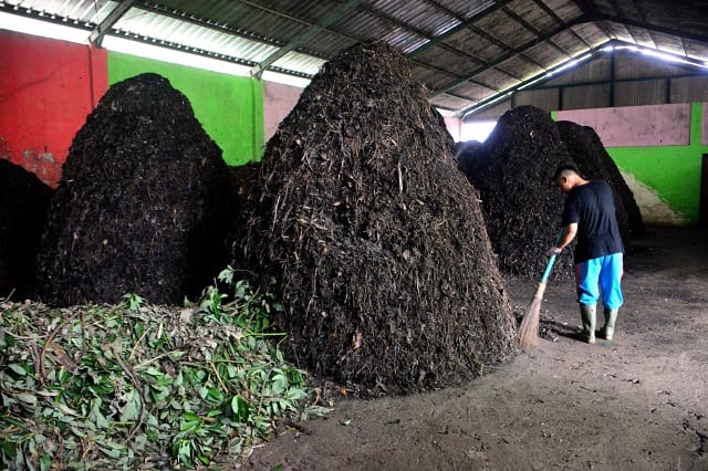 Pekerja pengelola sampah ranting dan dahan pohon untuk dijadikan pupuk organik. (BeritaNasional/Elvis Sendouw)