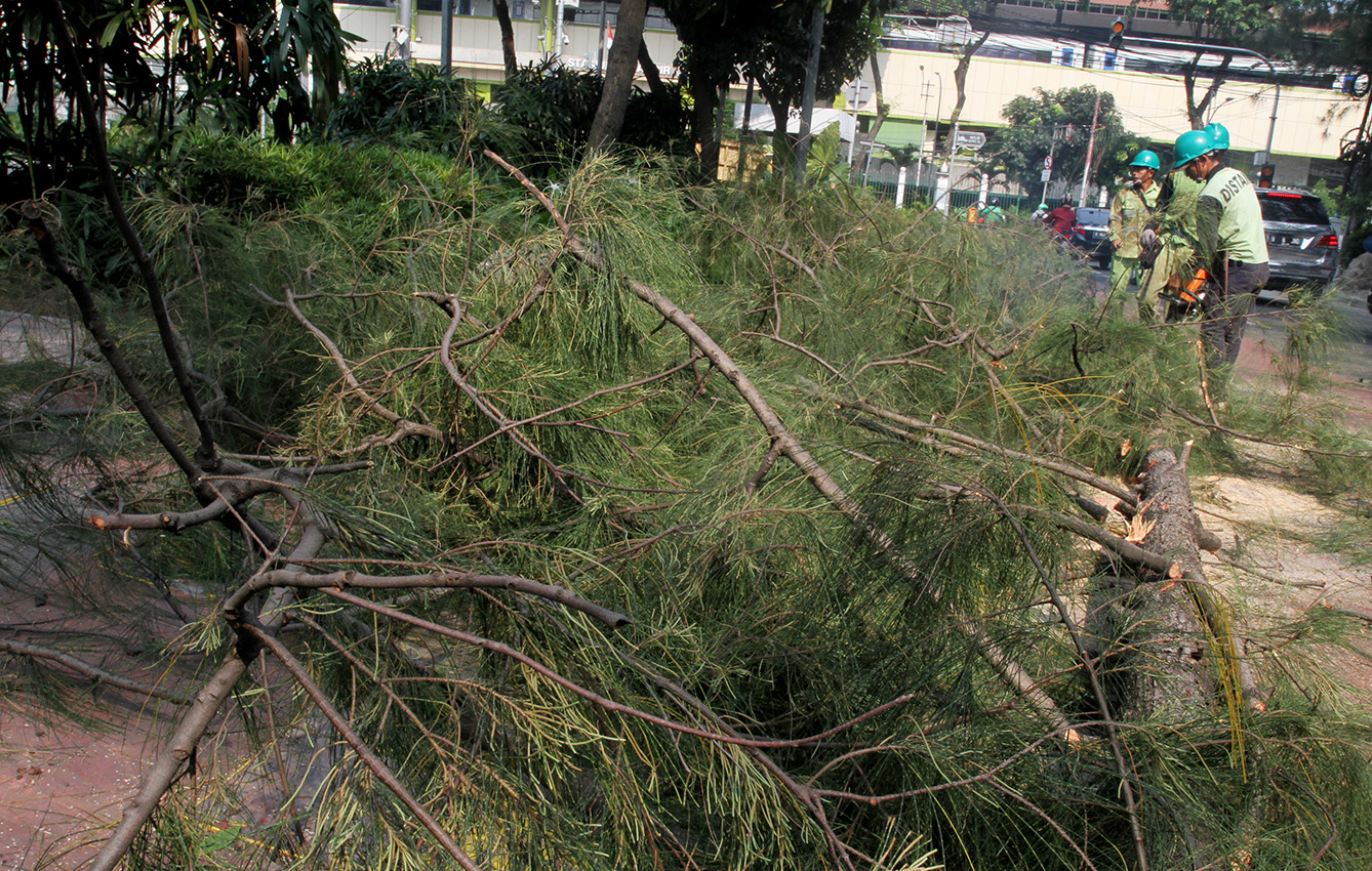 Pekerja memotong pohon di Jalan Merdeka Timur, Gambir, Jakarta, Senin (15/7/2024). (BeritaNasional.com/Oke Atmaja)