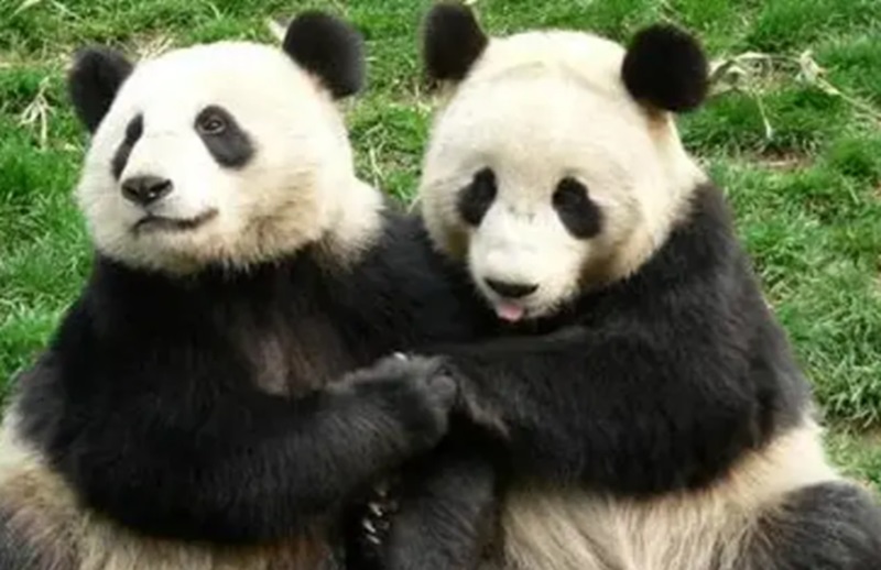 Ilustrasi sepasang panda dari China (Foto/CNN Turk)