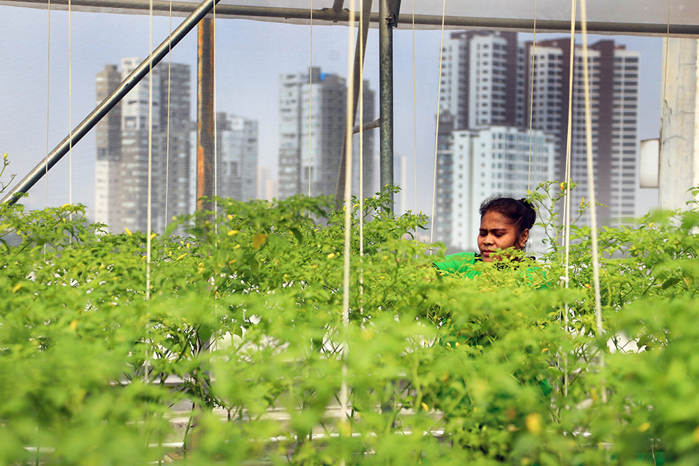 Green House Pasar Jaya Mayestik. (BeritaNasional/Elvis Sendouw)