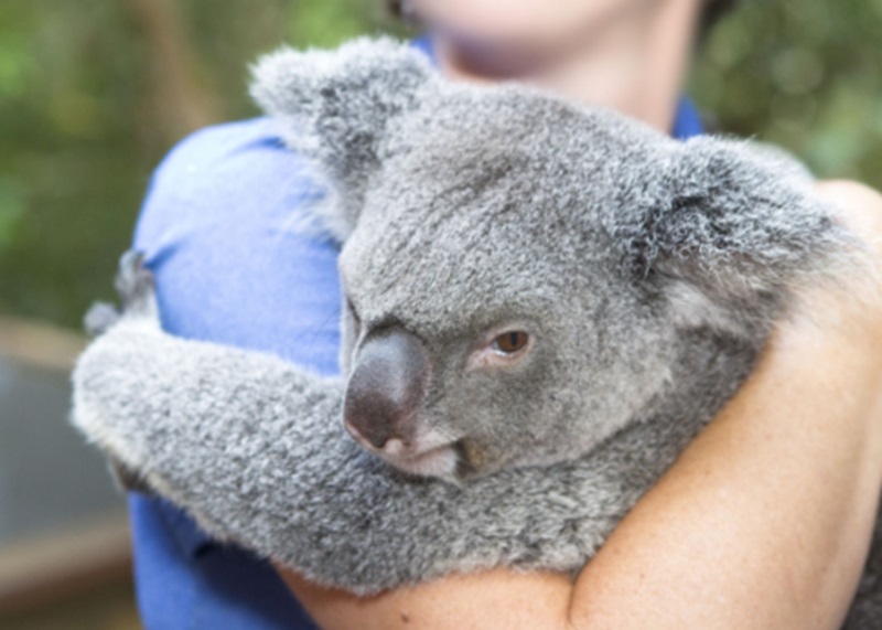 Pengunjung memeluk koala (Foto/Matador)