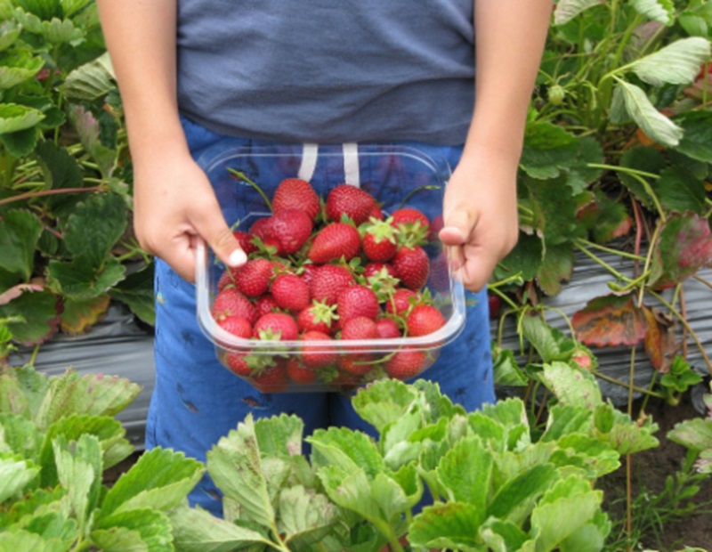 Ilustrasi pemetik buah  (Foto/Picryl)