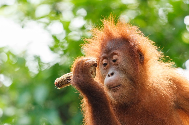 Ilustrasi orang utan menunggu dilepasliarkan (Foto/Pixabay)