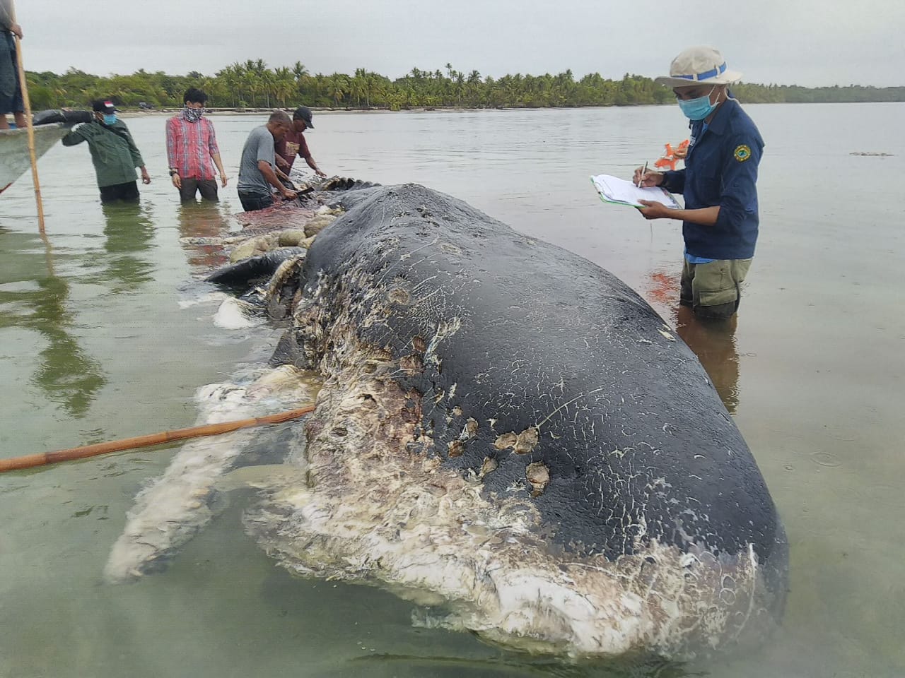 Paus terdampar di Perairan Pulau Kapota Taman Nasional Wakatobi beberapa waktu lalu. (Foto/KLHK)