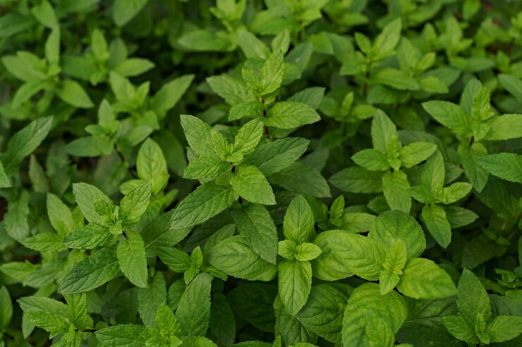 Daun mint. (Foto/freepik)