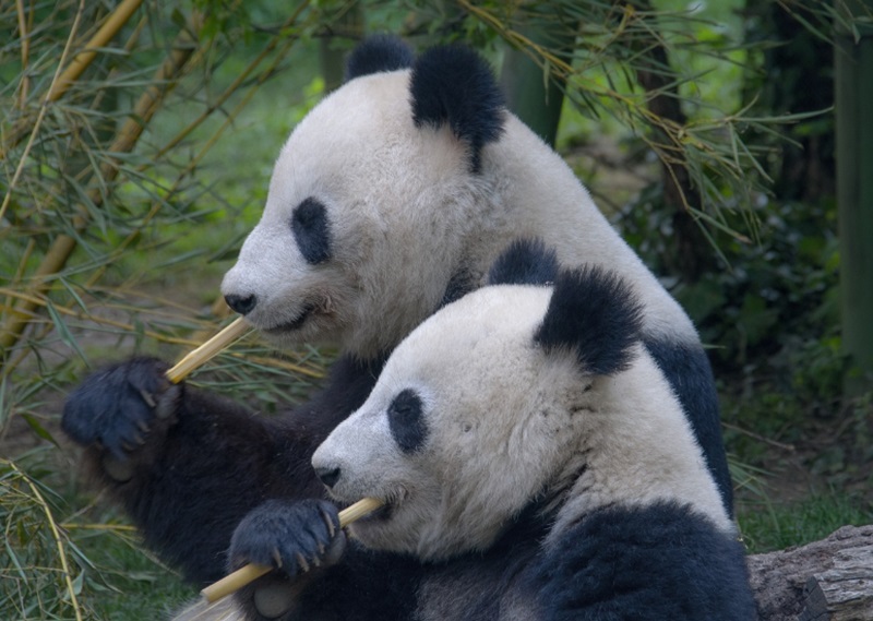 Sepasang panda raksasa (Foto/Pixabay)