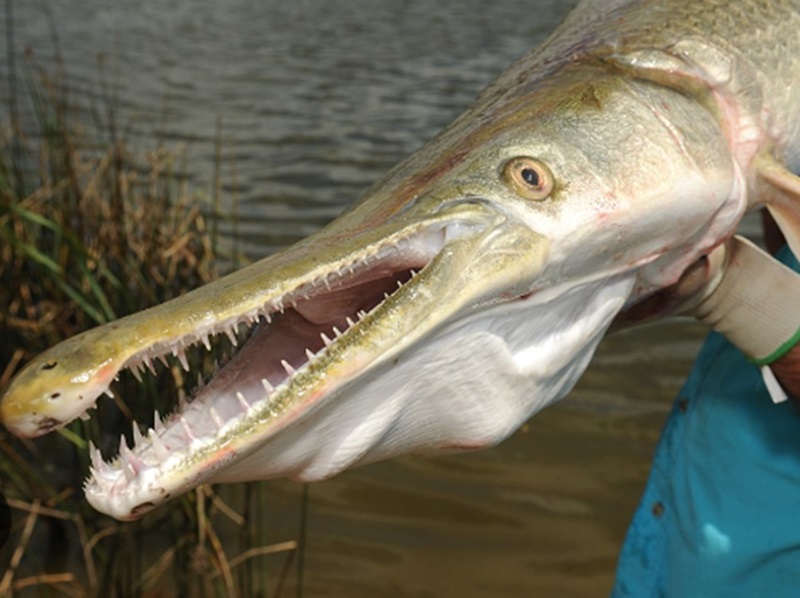 Ikan alligator gar sangat ganas (Foto/TWDP)