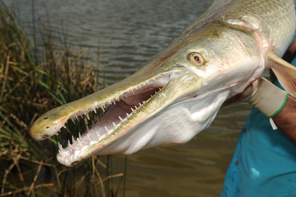 Piyono, warga Malang, dijatuhi hukuman 5 bulan penjara untuk kasus ikan Alligator Gar. (BeritaNasional/Doc. texas.gov)