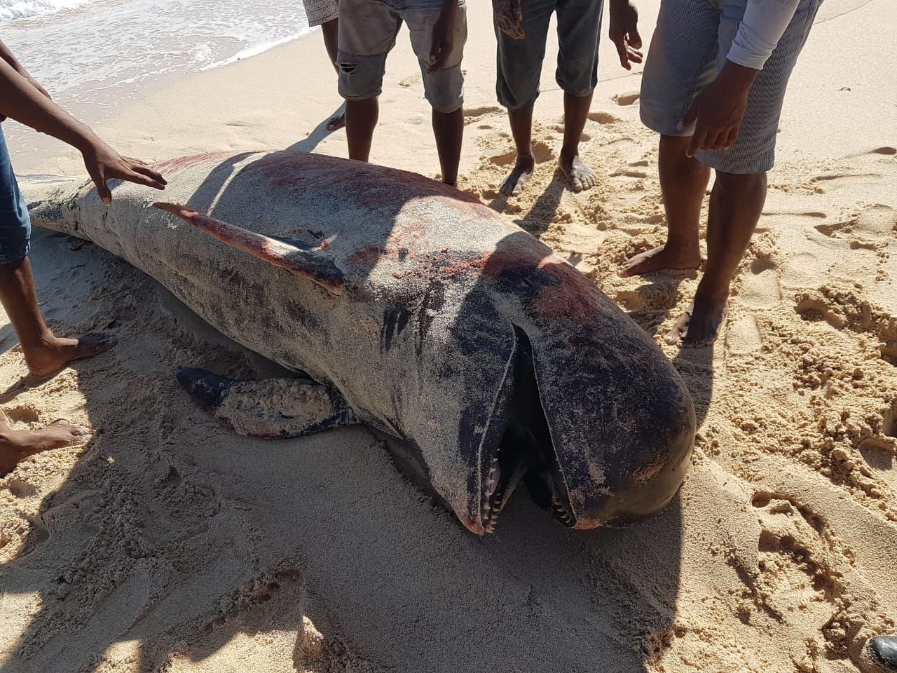 Paus pilot yang terdampar di di Pantai Lie Jaka, Kabupaten Sabu Raijua, NTT, beberapa tahun lalu. (Foto/KLHK)