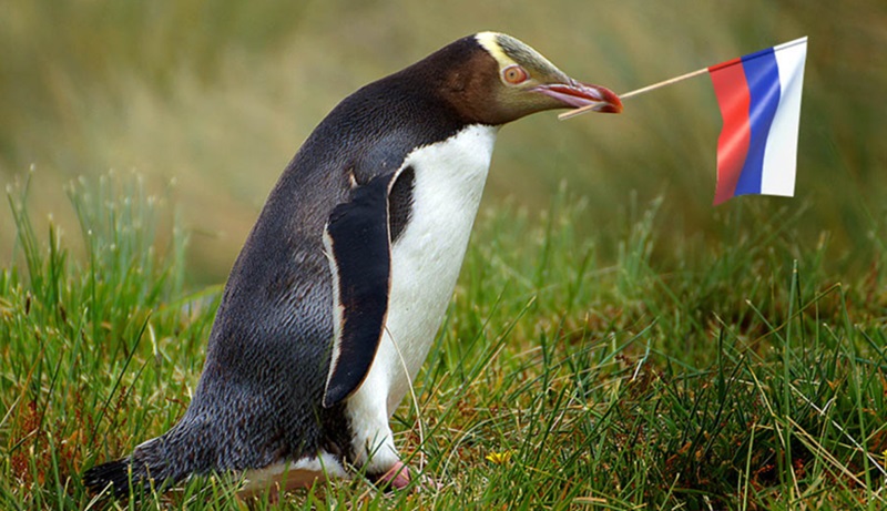 Penguin juarai kontes burung (Foto/Pixabay)