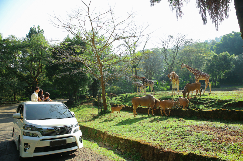 Taman Safari Indonesia. (Foto/Taman Safari)