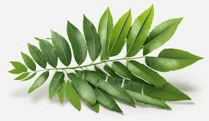 Curry Leaf (ilustrasi/freepik)