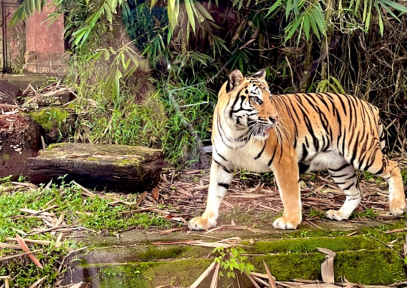 Ilustrasi Taman Safari Bogor (Foto/X Wan Sbz)