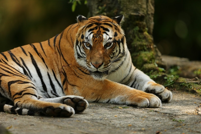 Harimau di Taman Safari. (Foto/Taman Safari)