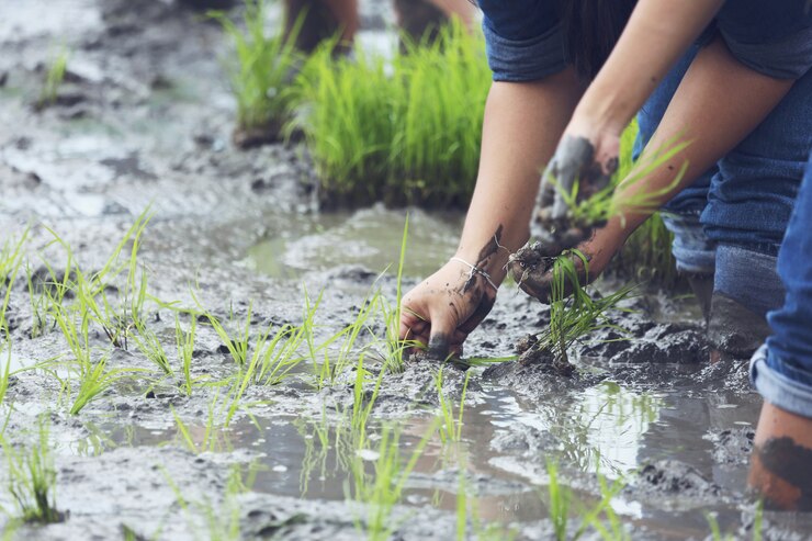 Petani. (Foto/Freepik)