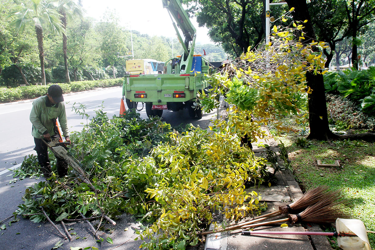 Petugas Unit Pengelola Pengembangan Tanaman Perkotaan (UP2TP) Dinas Pertamanan dan Hutan Kota (Distamhut) DKI Jakarta melakukan penanganan benalu pohon di sepanjang Jalan Medan Merdeka Selatan, Jakarta, Rabu (20/11/2024). (BeritaNasional.com/Oke Atmaja)