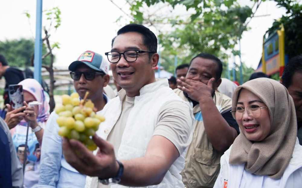 Calon Gubernur Jakarta nomor urut 1, Ridwan Kamil, melakukan kunjungan ke Agro Eduwisata. (BeritaNasional/Elvis Sendouw/HO Tim Rido)