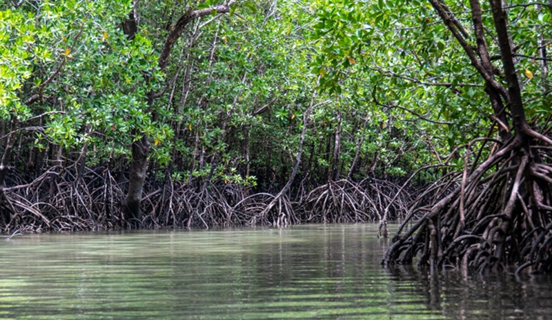 Mangrove menyerap dan menyimpan karbon (Foto/Pixabay)