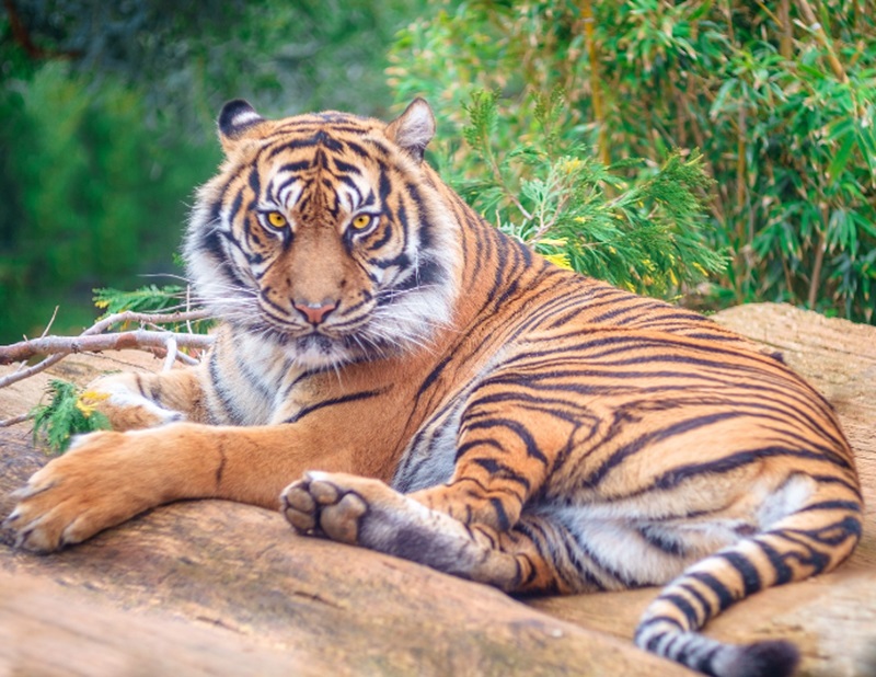 Ilustrasi harimau  (Foto/Pixabay)