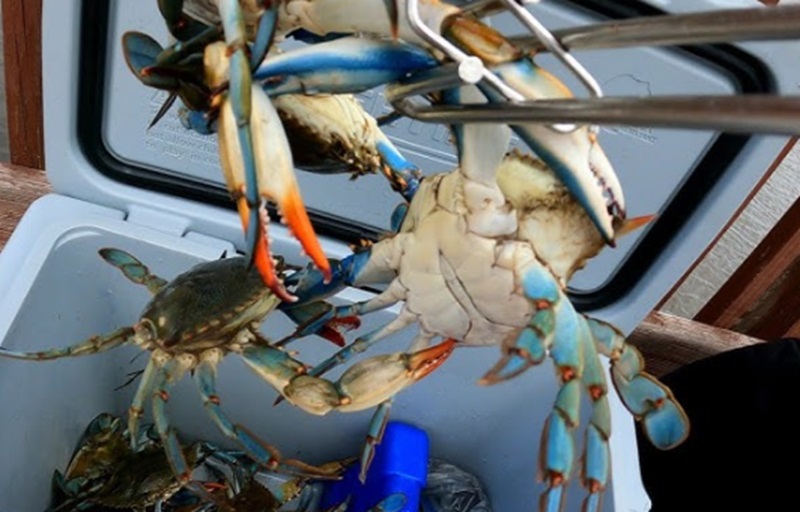 Ilustrasi kepiting (Foto/Youtube blue crabs)