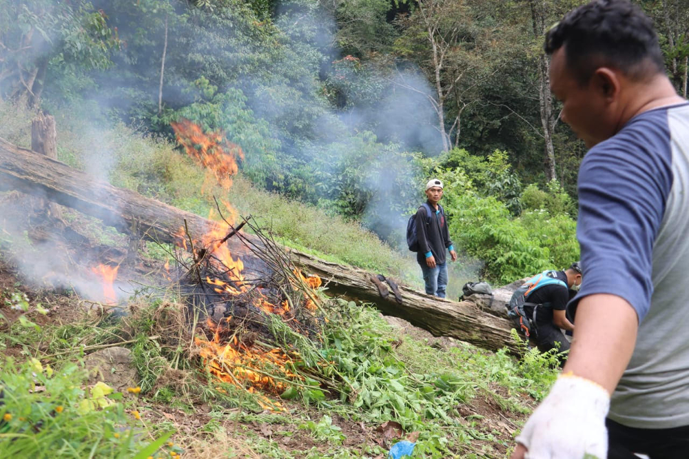 Petugas memusnahkan batang pohon ganja dengan cara dibakar langsung di lokasi. (Foto/Dok Polda Sumut))