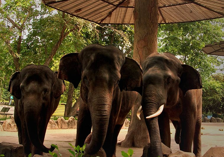 Taman Margasatwa Ragunan. (Foto/Ragunan)