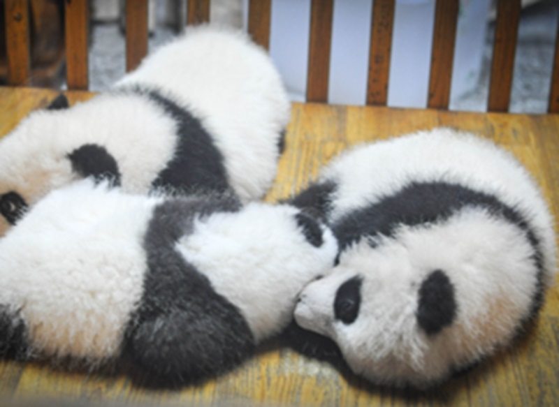 Ilustrasi bayi panda (Foto/Pixabay)