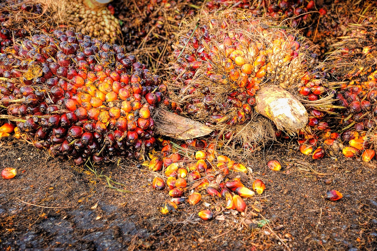 Kelapa sawit (BeritaNasional/Pixabay)