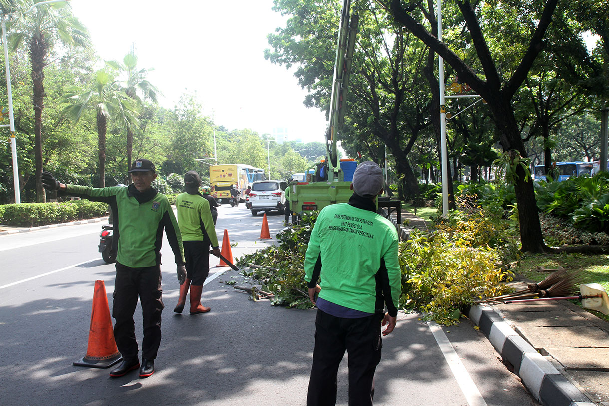 Pemeliharaan pohon di Jakarta (BeritaNasional/Oke Atmaja)