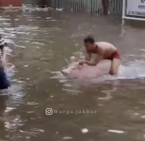 Warga tunggangi babi saat banjir di Jakarta Barat