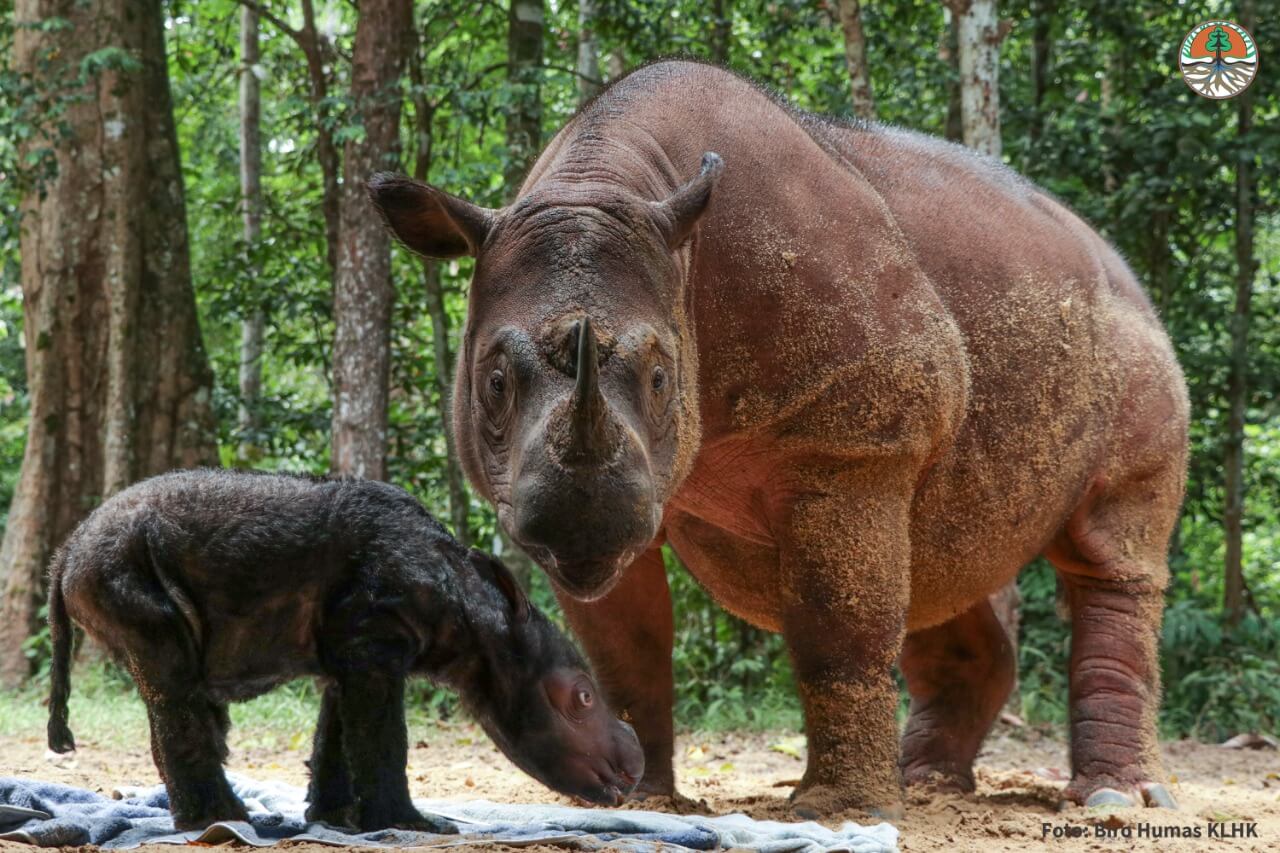 Badak Sumatra. (Foto/Kemenlhk).