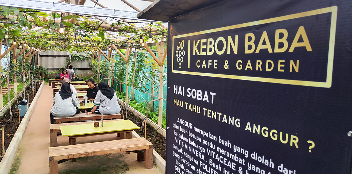 Pengunjung memetik buah anggur di Kebon Baba Cafe & Garden, Ciganjur, Jakarta, Selasa (11/2/2025). (Beritanasional.com/Oke Atmaja)