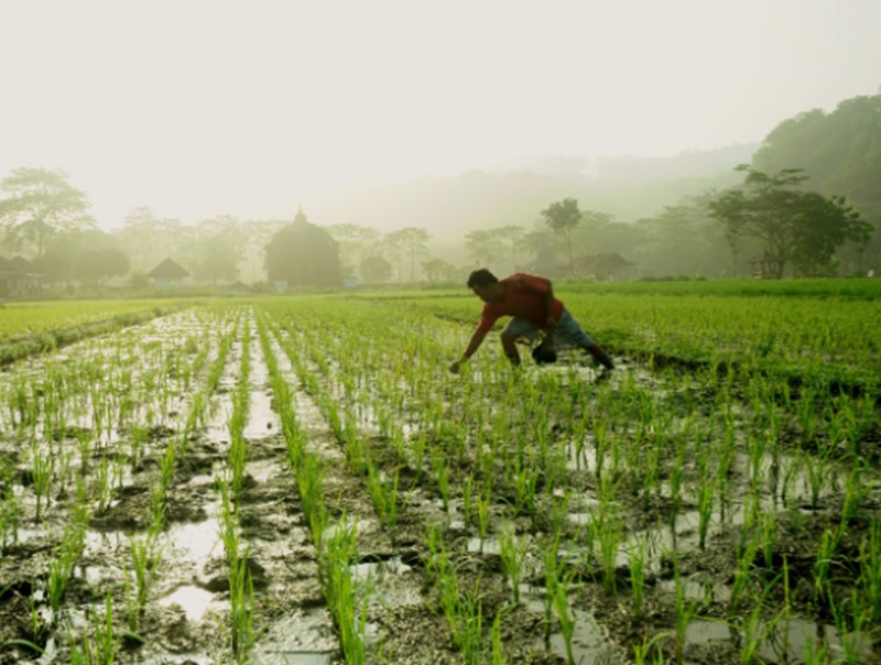 Ilustrasi lahan pertanian (Foto/Pixabay)