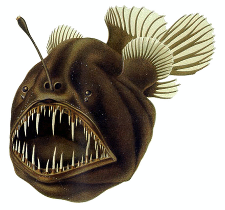 Ilustrasi ikan anglerfish. (Foto/Wikipedia).