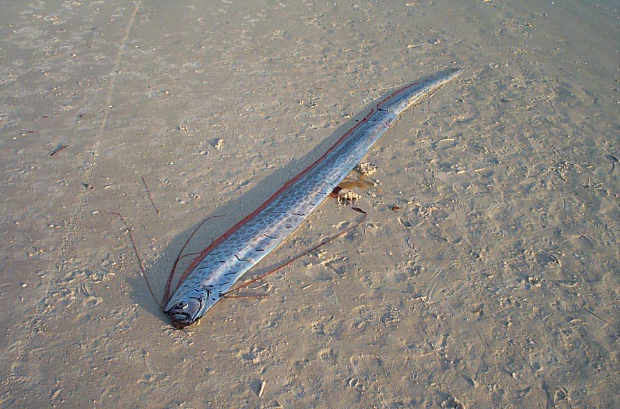 Oarfish. (Foto/Australian.Museum)